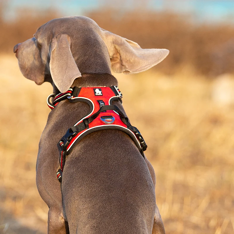 Truelove arnês para cães de ny - Running Gear Dog avaliação e preço